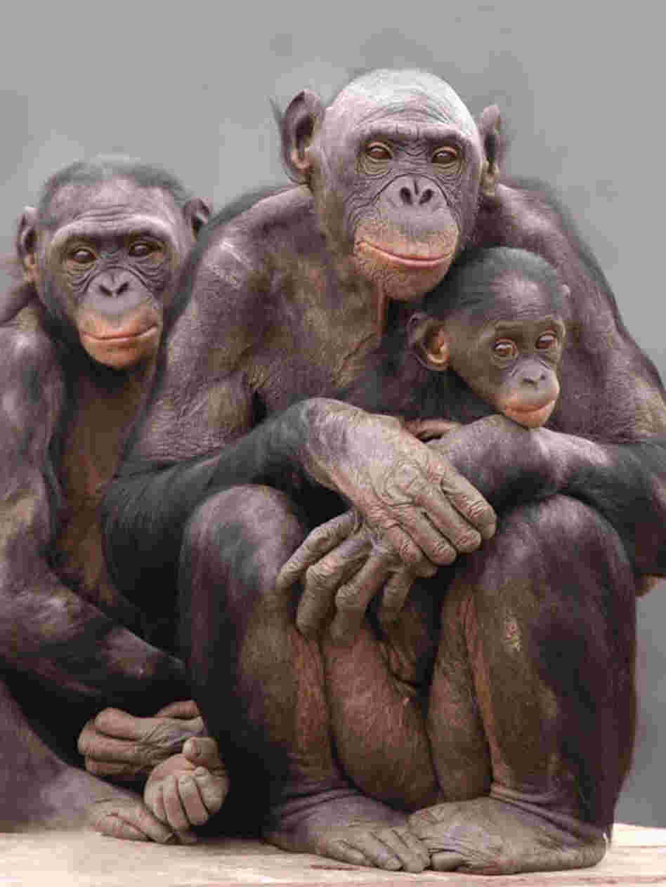 A group of Bonobos