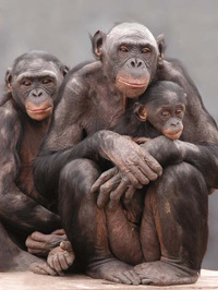 A group of Bonobos