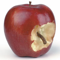Bloggers Worm into Apple.