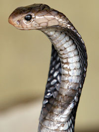 cobra