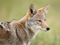 coyote in profile