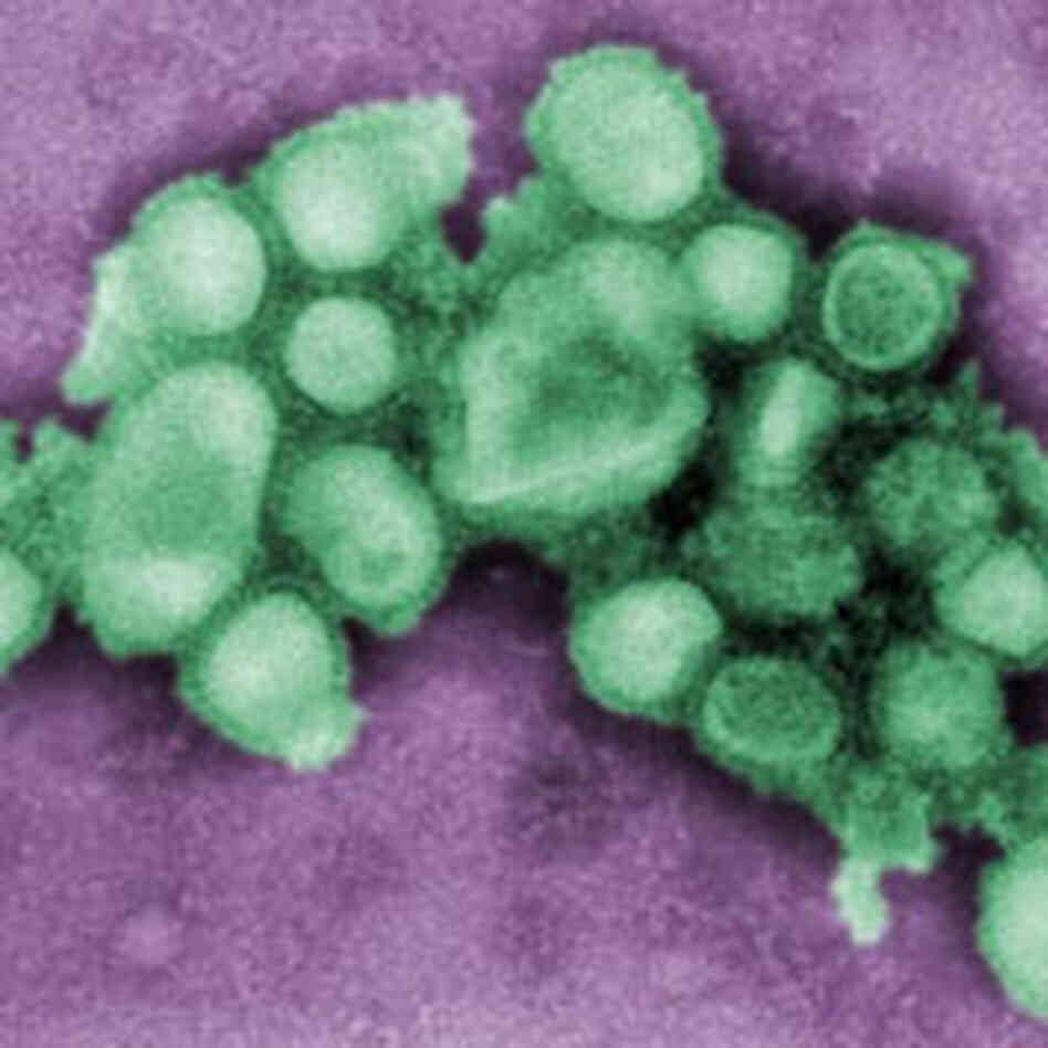 h1n1. h1n1.