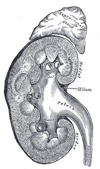 anatomical drawing of kidney