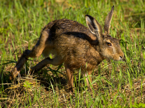 running rabbit