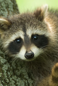 raccoon in tree