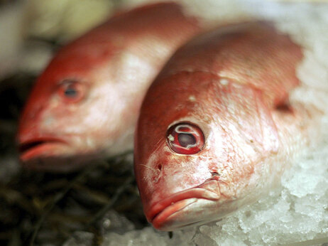 red snapper on ice.