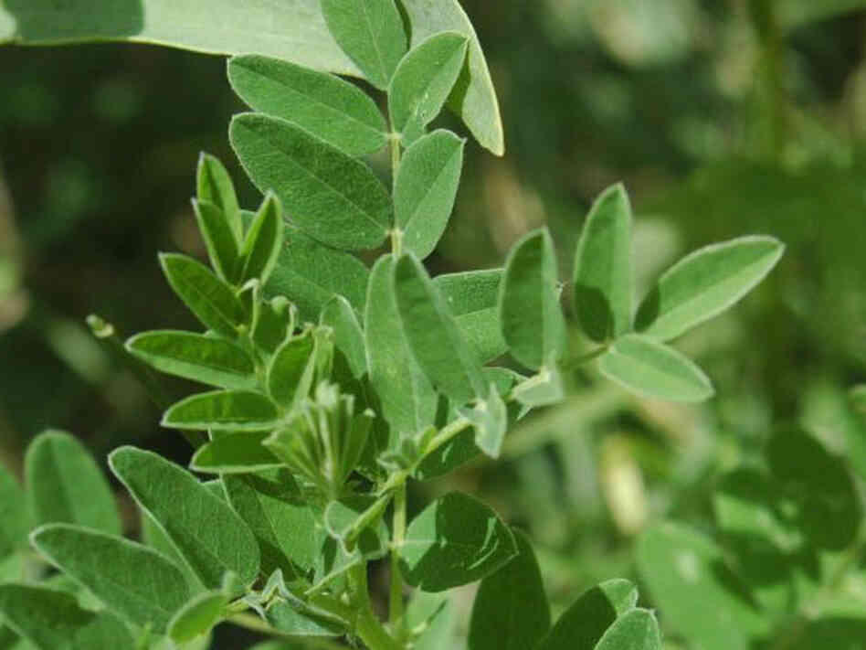 Astragalus membranaceus Astragalus membranaceus