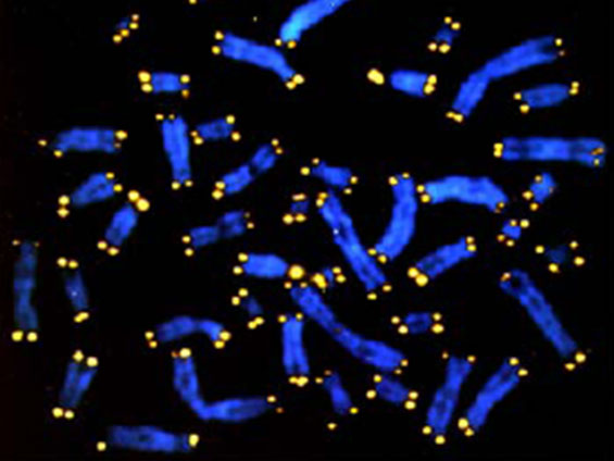 Yellow telomeres cap blue chromosomes.