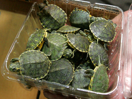 Little pet turtles pose a big salmonella risk.