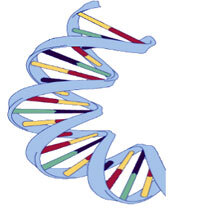 A piece of DNA.