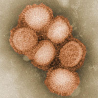 A microscopic view of the H1N1 virus.