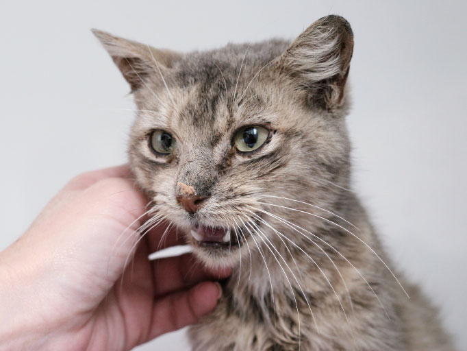 Human pets a sick kitty.