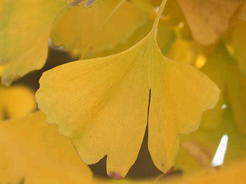 ginkgo biloba leaf