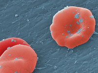Red blood cells.