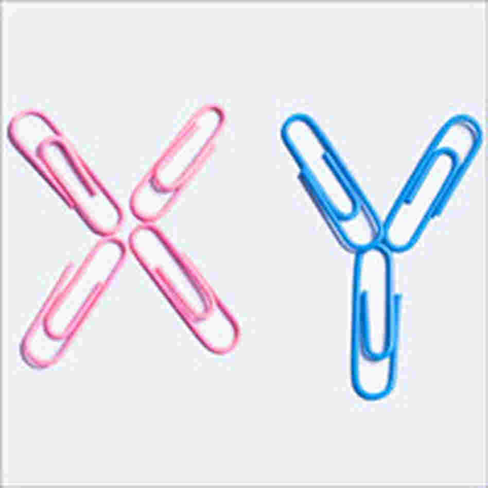 In human males, the Y chromosome remains under construction. In human males, the Y chromosome remains under construction.
