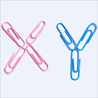 In human males, the Y chromosome remains under construction.