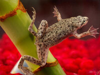 African dwarf frog.