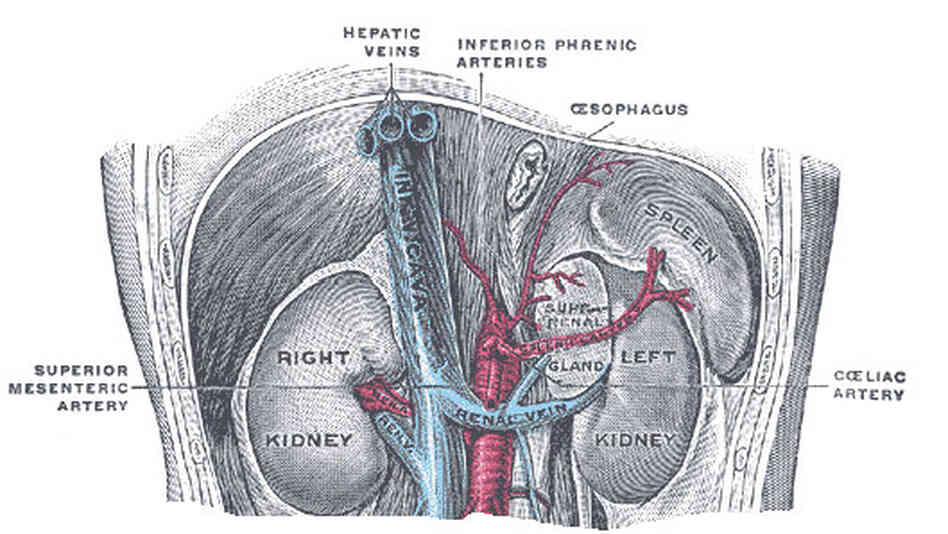 Kidneys Kidneys