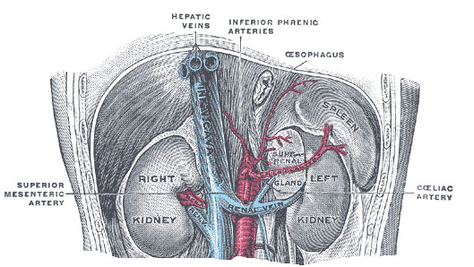 Kidneys
