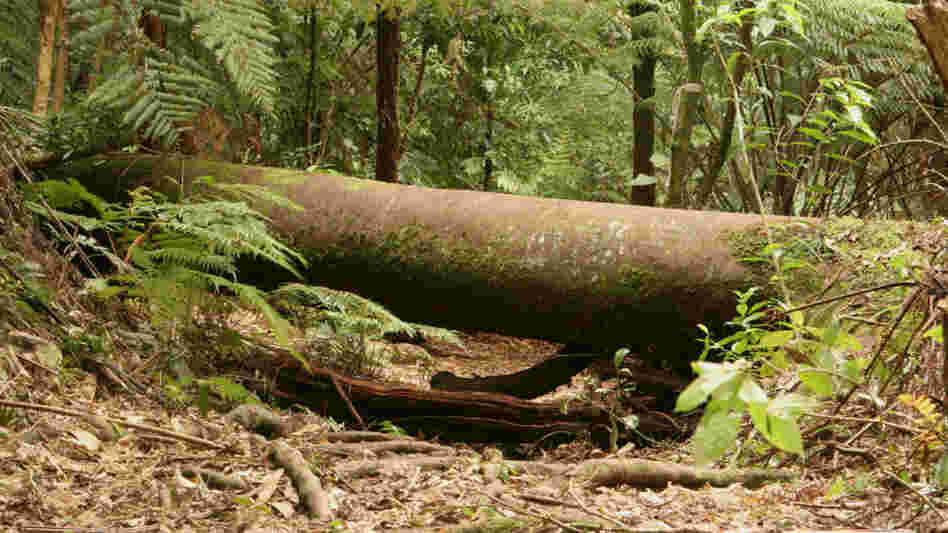 a tree blocks a path