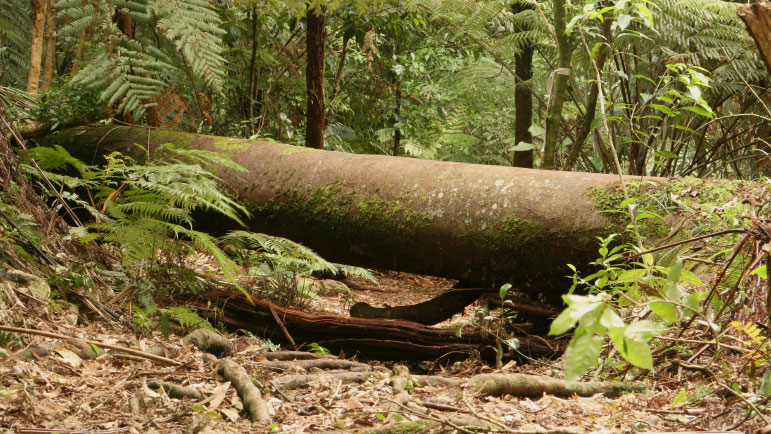 a tree blocks a path