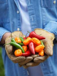 Farmer holds up a handful of peppers