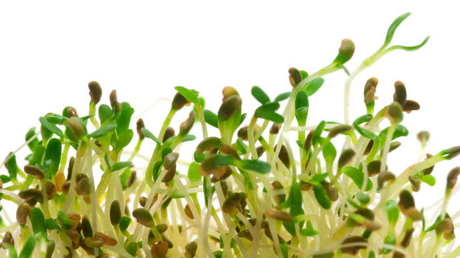 Alflalfa sprouts Alflalfa sprouts