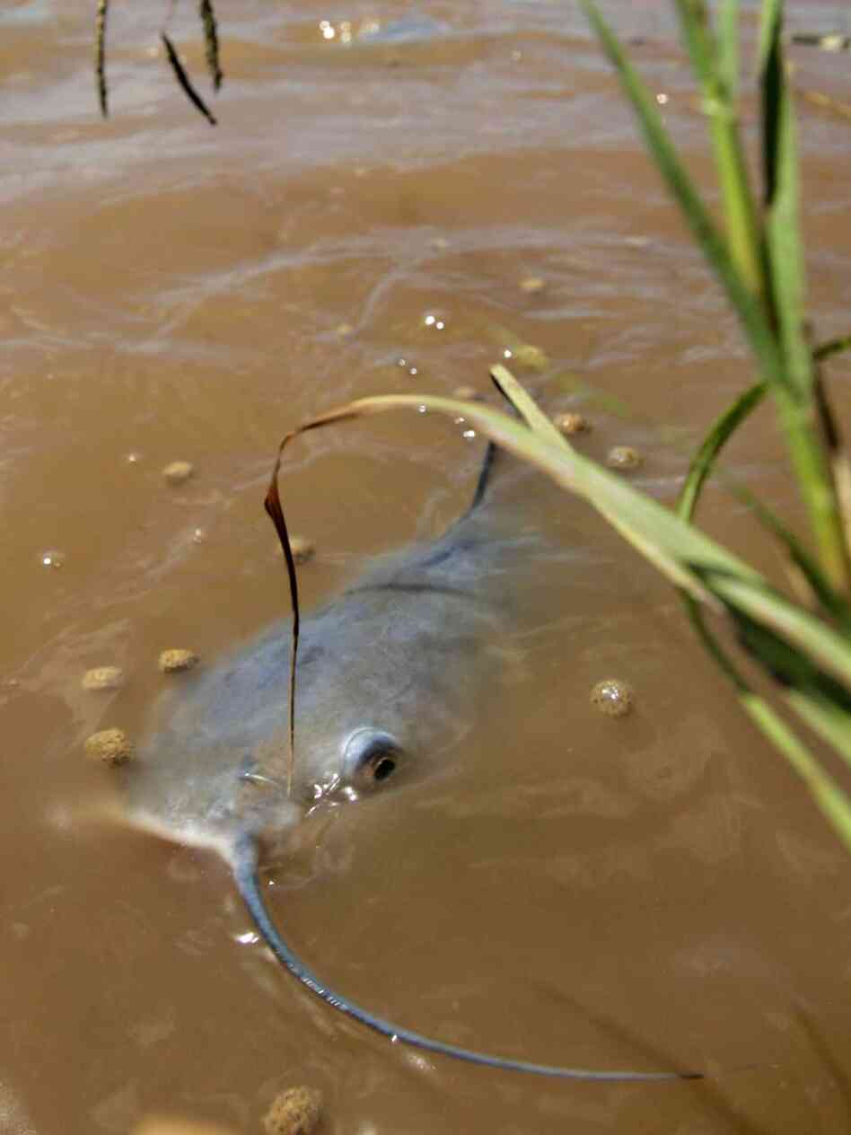 catfish swimming catfish swimming