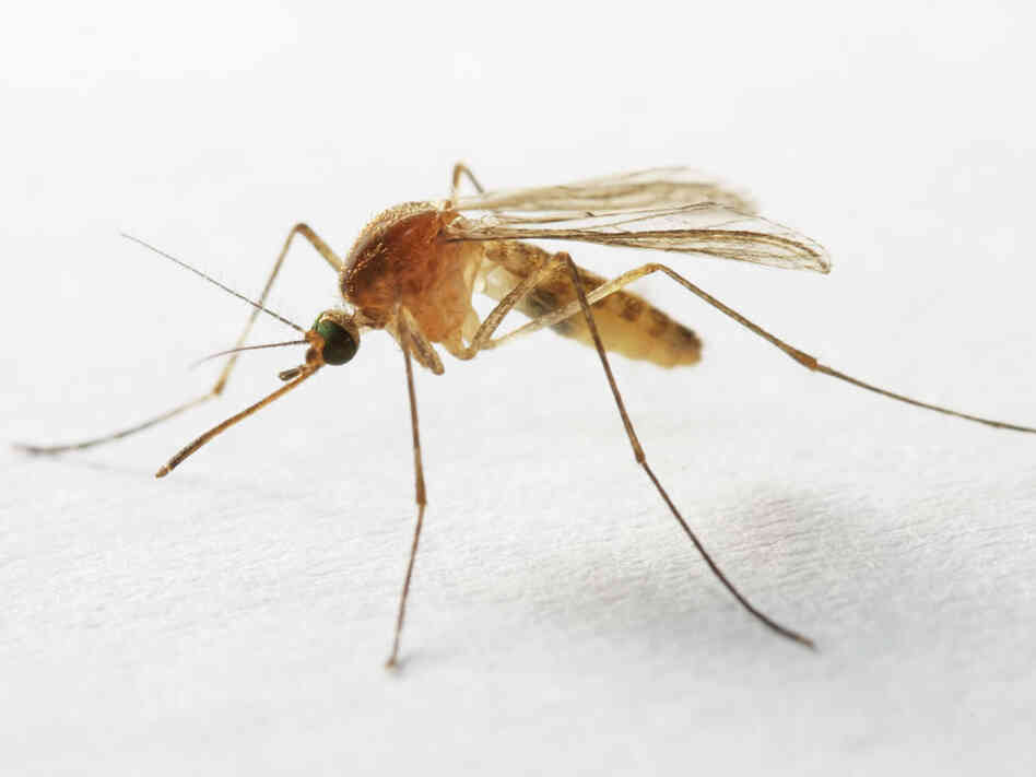 Mosquito