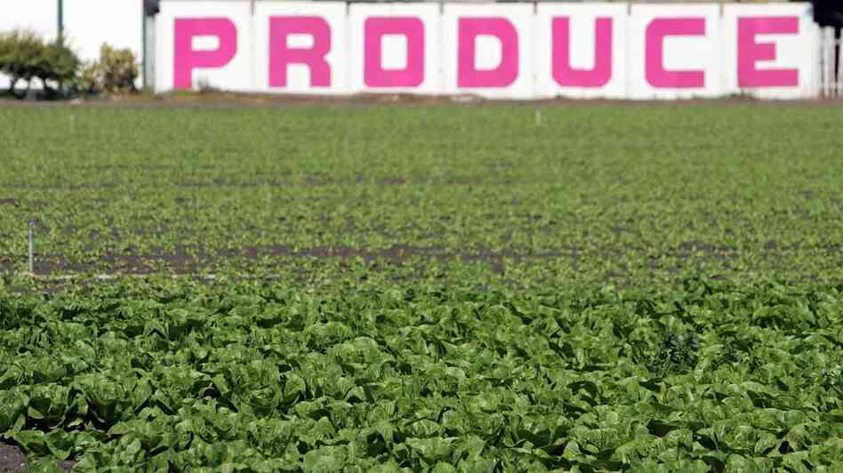 lettuce crop in California lettuce crop in California
