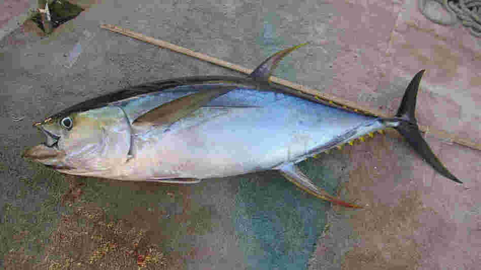 yellowfin tuna on deck