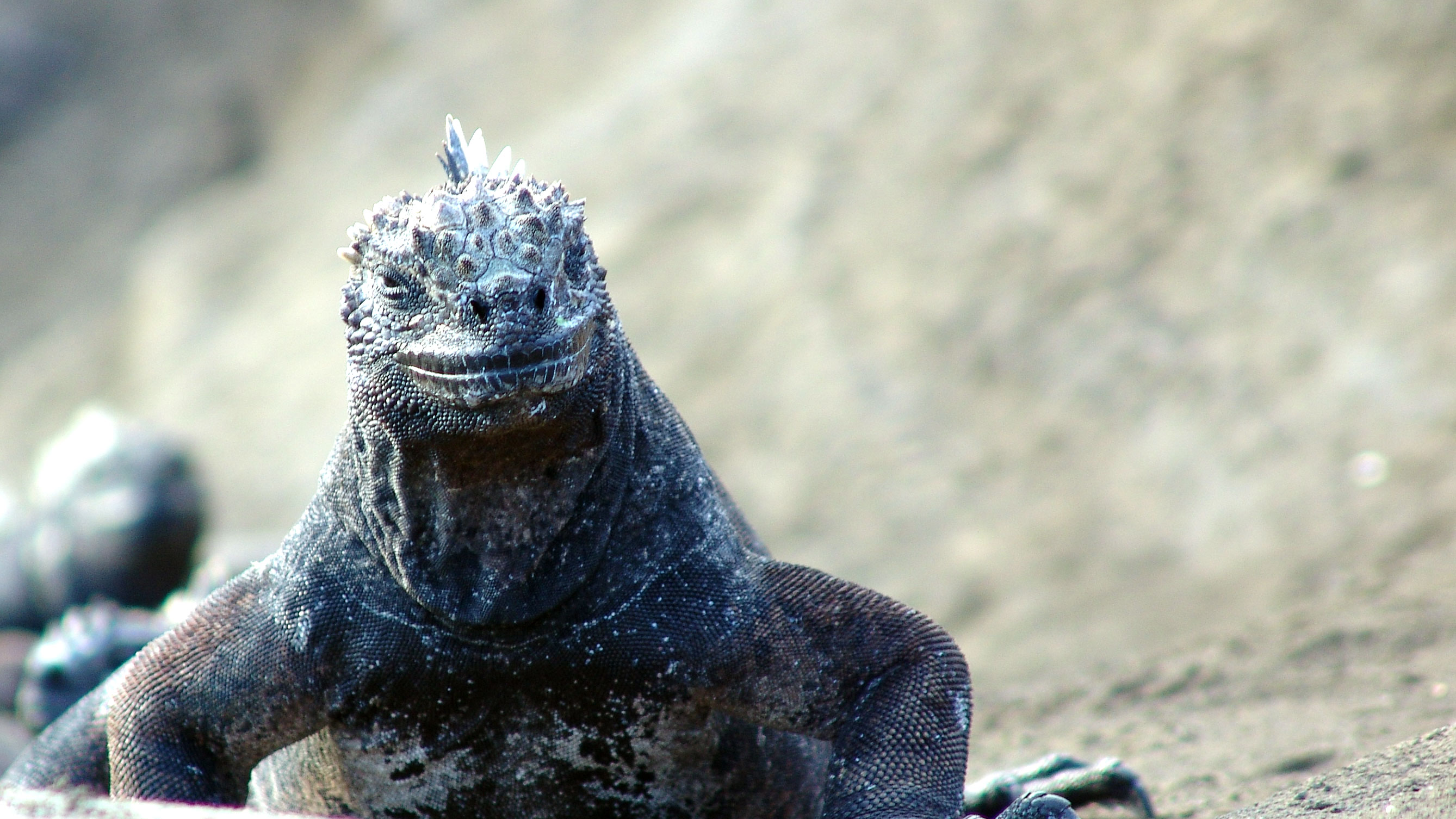 A marine iguana.