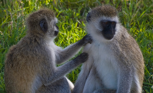 Vervet monkeys grooming