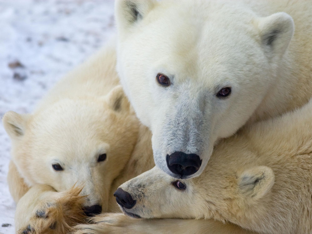 A polar bear rests with her cubs