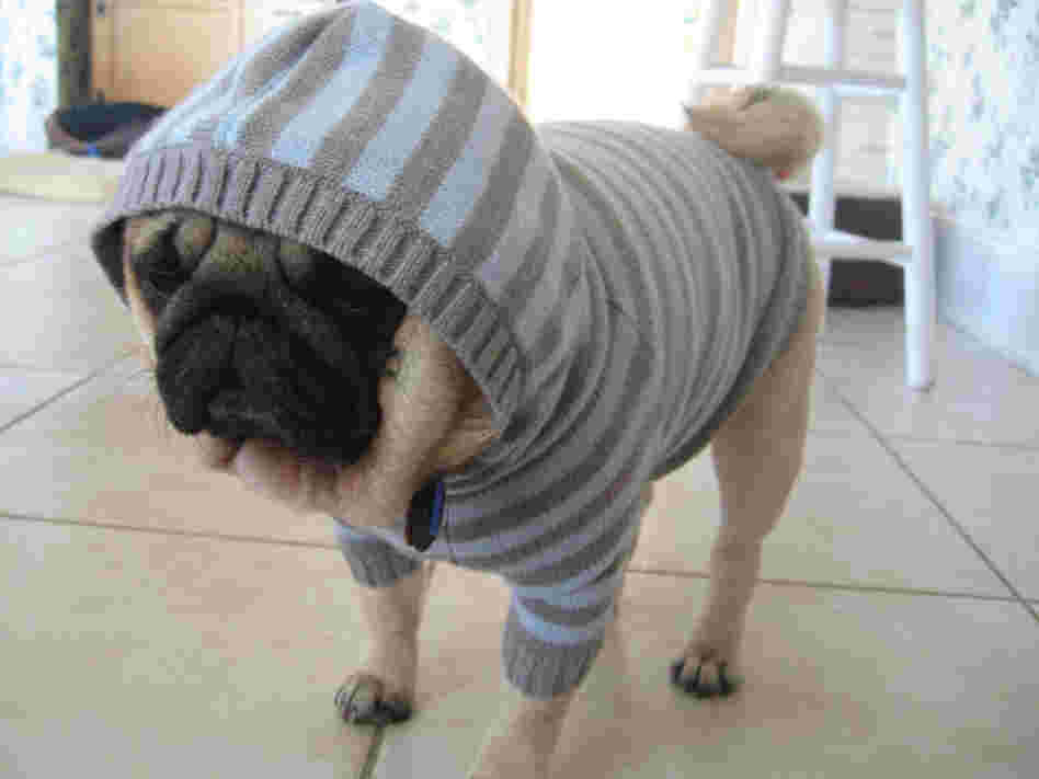 Dog Sweater