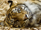 Tiger Tiger