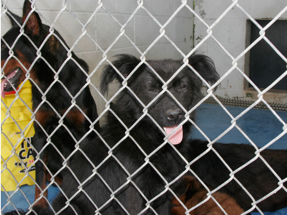 Georgia dogs.