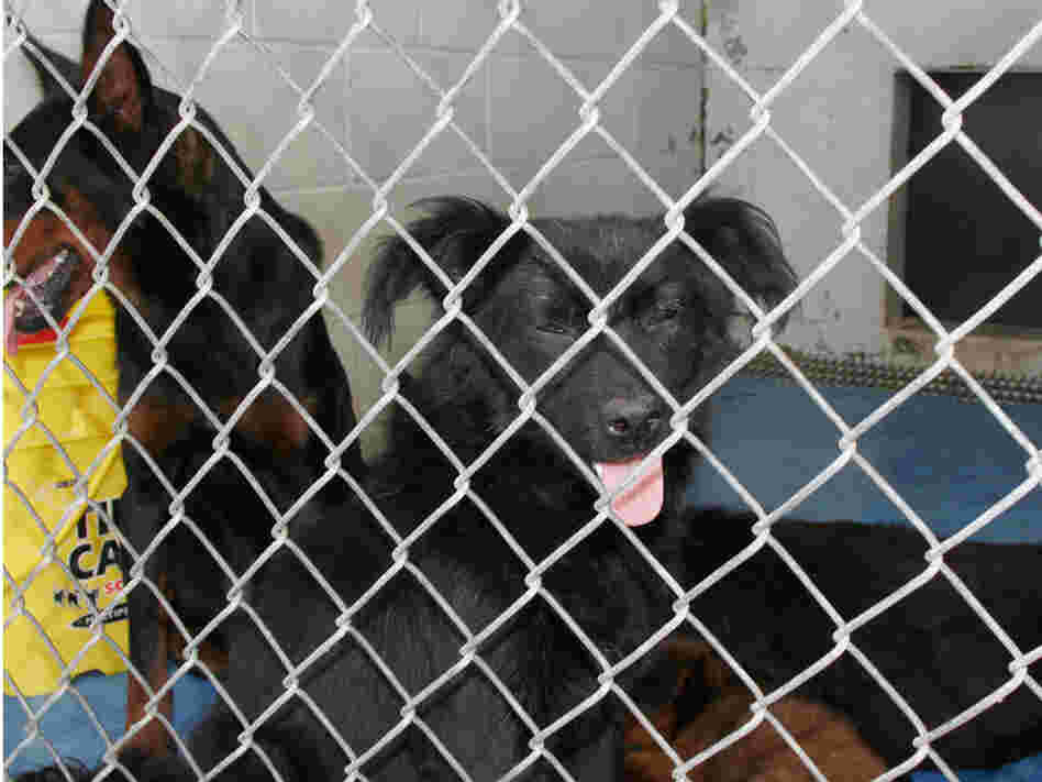 Georgia dogs.