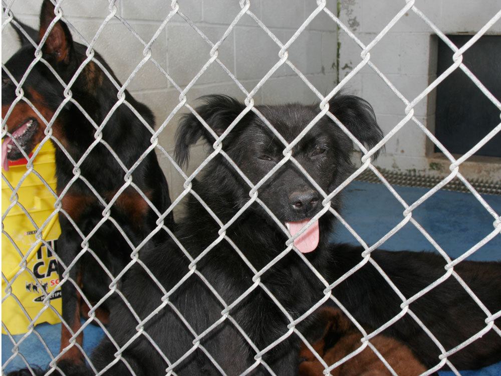 Georgia dogs.