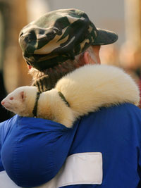 man with ferret.