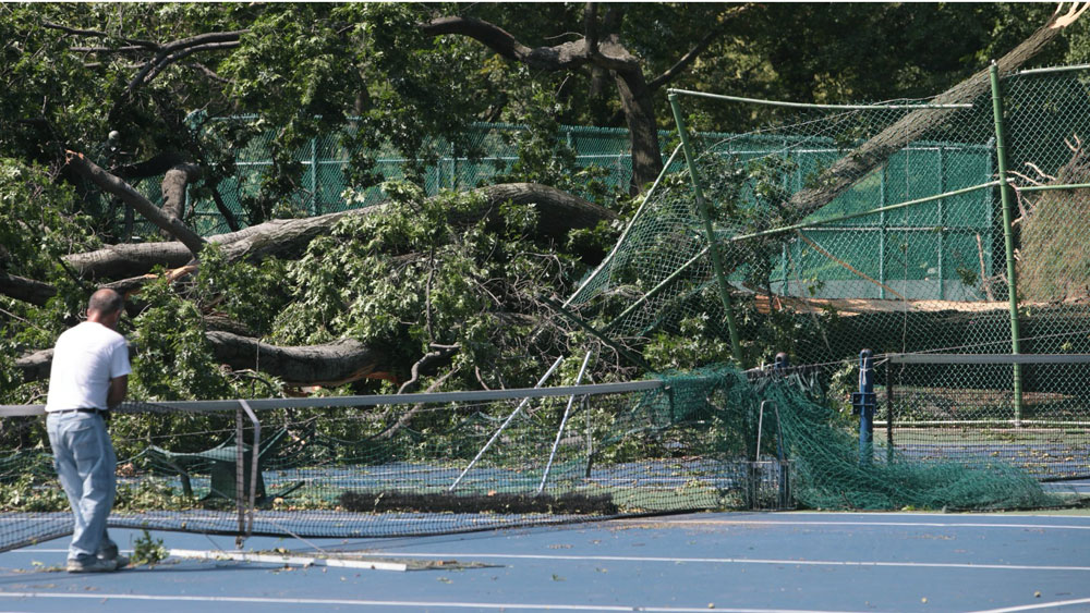 Central Park's downed trees.
