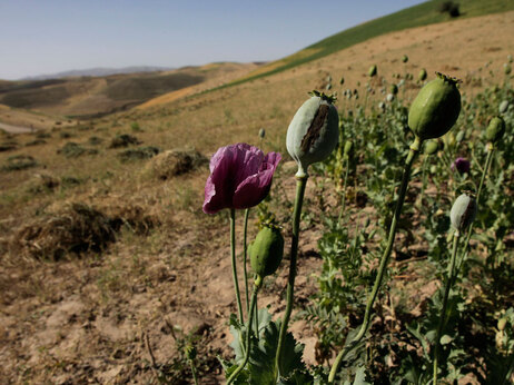 In this photo taken July 16, 2008, An illegal crop of poppies stands out from a newly-harvested crop of wheat in the Badakhshan province of Afghanistan. (AP Photo/Julie Jacobson)