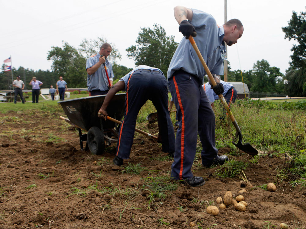 prisoners farming.