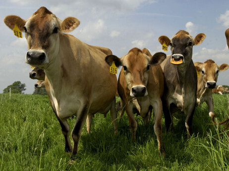 Cows on a field.