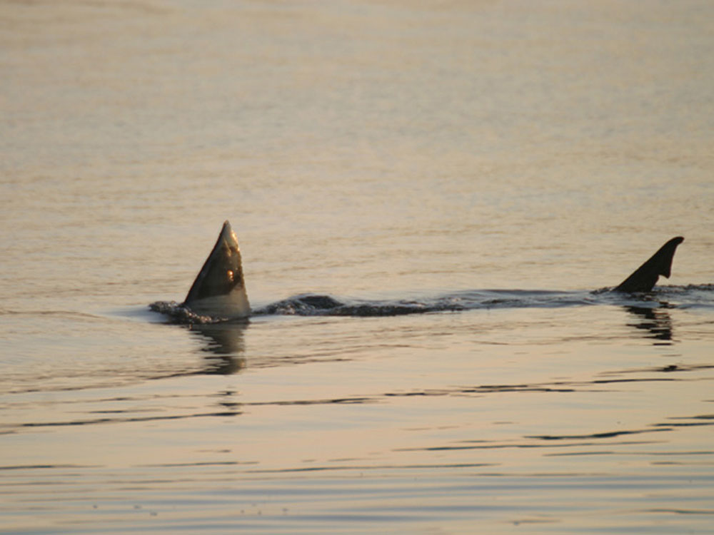 This image provided by the Massachusets State Division of Marine Fisheries shows a great white shark swimming in the waters near Cape Cod Mass. in Oct. 2004. Massachusetts officials are using high-tech tags to track the movements of two great white sharks near Cape Cod -- the first time the fearsome fish have ever been tagged in the Atlantic Ocean. The sharks were spotted Saturday Sept. 5, 2009 by scientists investigating sightings off Monomoy Island in Chatham. (AP Photo/Massachusets State Division of Marine Fisheries)
