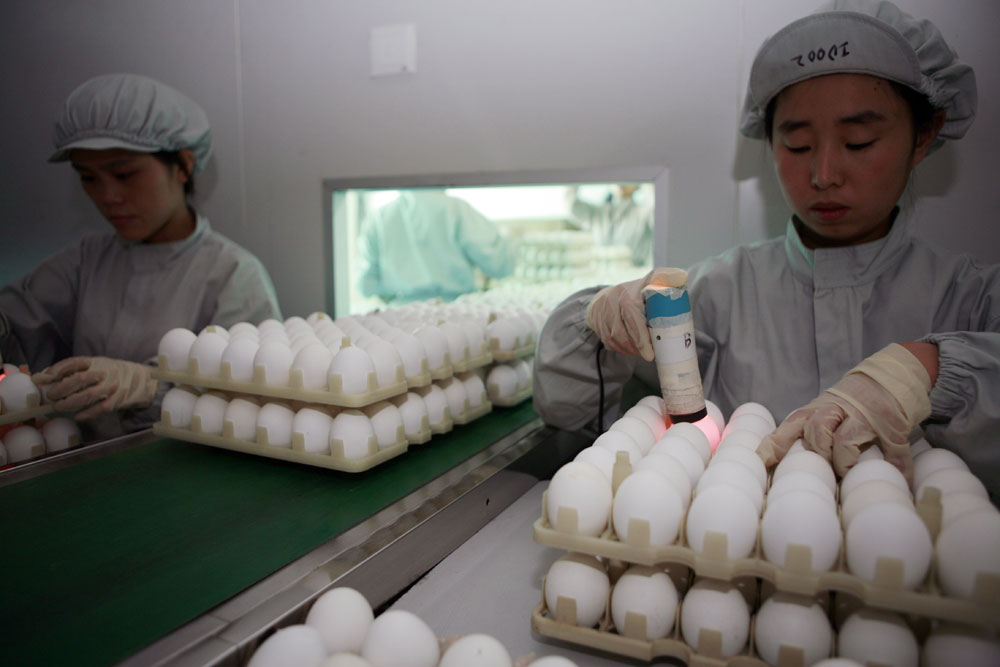 Chinese vaccine eggs.