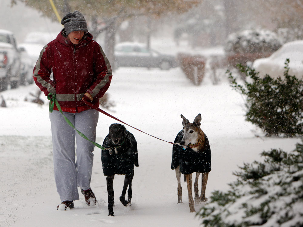 Melissa Reynolds guides her greyhounds named Spike, 4, center, and Braxton, 10, against the blustery winds and light snow in Denver as an autumn snowstorm sweeps over the intermountain West on Wednesday, Oct. 28, 2009.  (AP Photo/David Zalubowski)