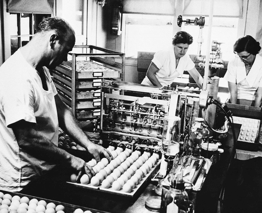 Indiana vaccine eggs in 1957.