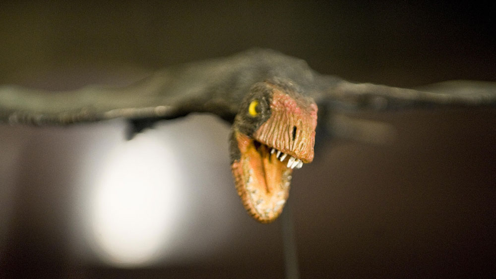 A  mockup of a Jeholopterus ningchengensis during a presentation of pterosaurus wings structures studies, August 5, 2009 at the Historic Museum in Rio de Janeiro, Brazil. 