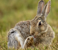 Wild rabbit.